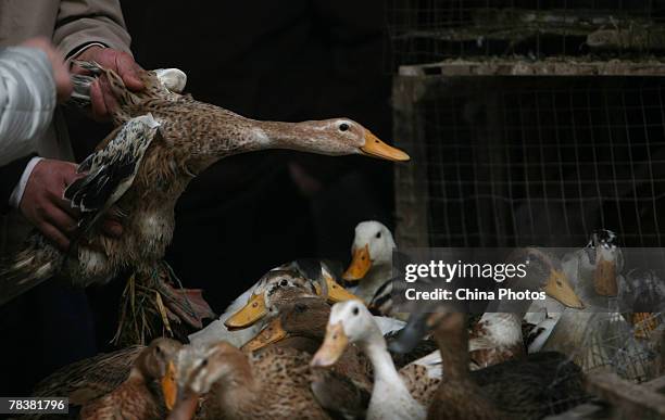 Customer picks a duck at a market on December 11, 2007 in Chongqing Municipality, China. According to state media, the Ministry of Health confirmed...