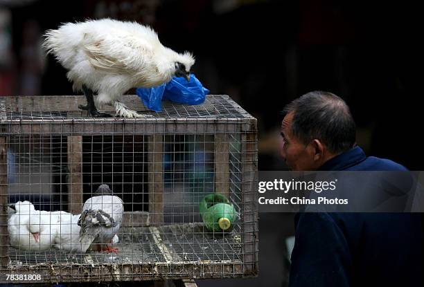 Man views poultry at a market on December 11, 2007 in Chongqing Municipality, China. According to state media, the Ministry of Health confirmed that...