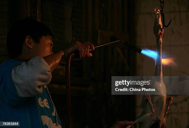 Vendor burns plumage off a slaughtered duck at a market on December 11, 2007 in Chongqing Municipality, China. According to state media, the Ministry...