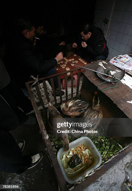 People play Chinese chess beside ducks at a market on December 11, 2007 in Chongqing Municipality, China. According to state media, the Ministry of...