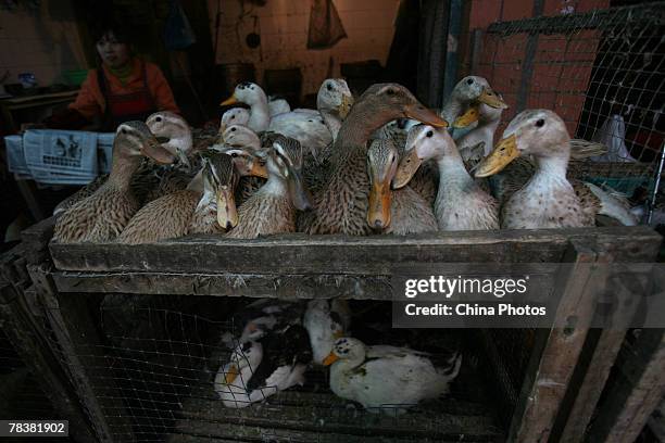 Vendor sells ducks at a market on December 11, 2007 in Chongqing Municipality, China. According to state media, the Ministry of Health confirmed that...