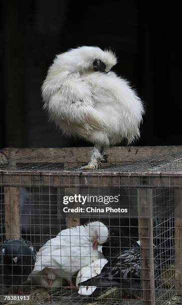 Chicken and pigeons are sold at a market on December 11, 2007 in Chongqing Municipality, China. According to state media, the Ministry of Health...