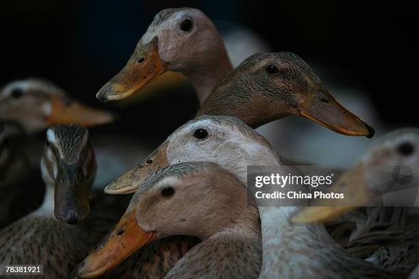 Ducks are sold at a market on December 11, 2007 in Chongqing Municipality, China. According to state media, the Ministry of Health confirmed that no...