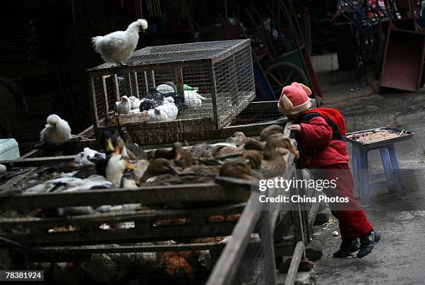 Child views poultry at a market on December 11, 2007 in Chongqing Municipality, China. According to state media, the Ministry of Health confirmed...