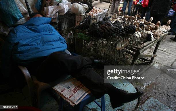 Duck vendor sleeps at a market on December 11, 2007 in Chongqing Municipality, China. According to state media, the Ministry of Health confirmed that...