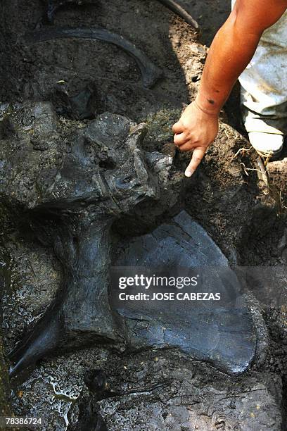 Salvadorean paleontologist Daniel Aguilar shows the fossile remains of a giant sloth nearby the Tomayate river in Apopa, 13 kms from San Salvador on...