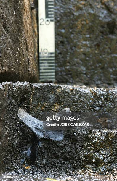 View of a vertebra of a giant sloth nearby the Tomayate river in Apopa, 13 kms from San Salvador on December 11th, 2007. The pelvis, ribs and...