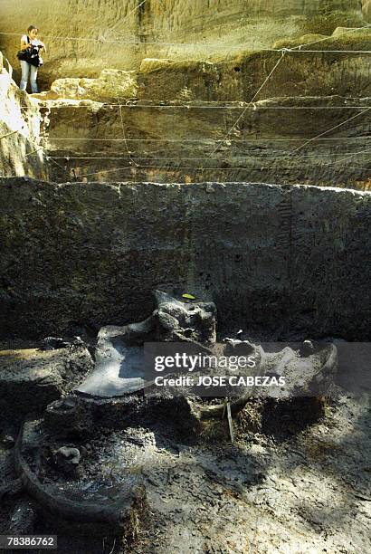 Youngster looks at the remains of a giant sloth found nearby the Tomayate river in Apopa, 13 kms from San Salvador on December 11th, 2007. The...