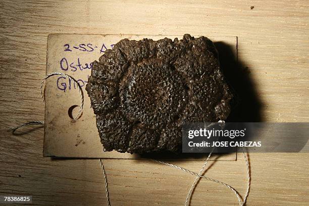 Piece of the shell of a giant armadillo found in the Tomayate river paleontological site in Apopa, 13 kms from San Salvador is displayed on December...