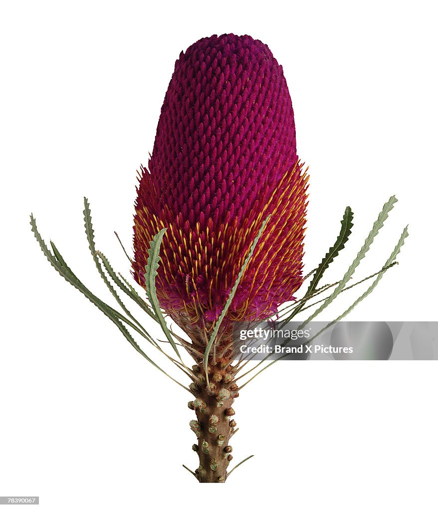 Protea