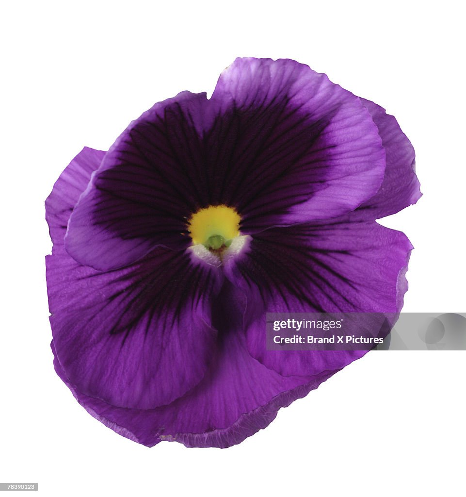 Purple pansy