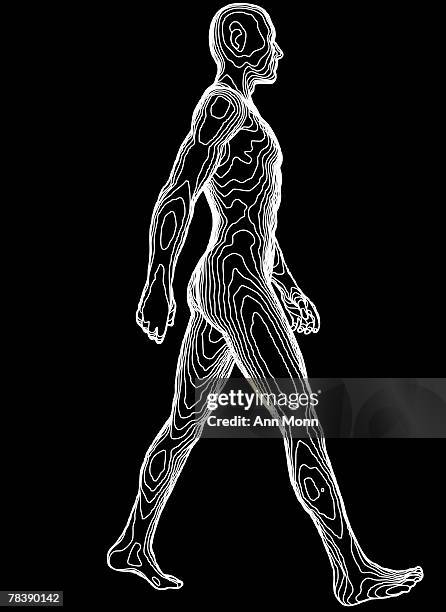 59 Topographic Map Anatomy Stock Photos, High-Res Pictures, and Images ...