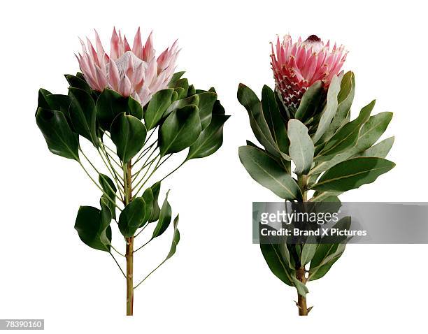 king and queen protea - protea stock pictures, royalty-free photos & images