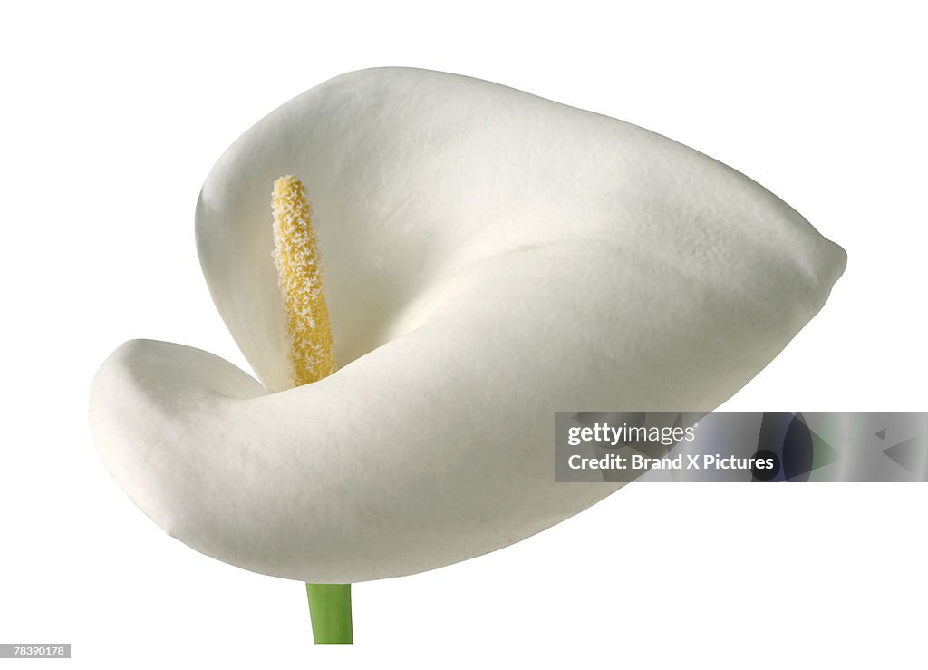 Calla lily