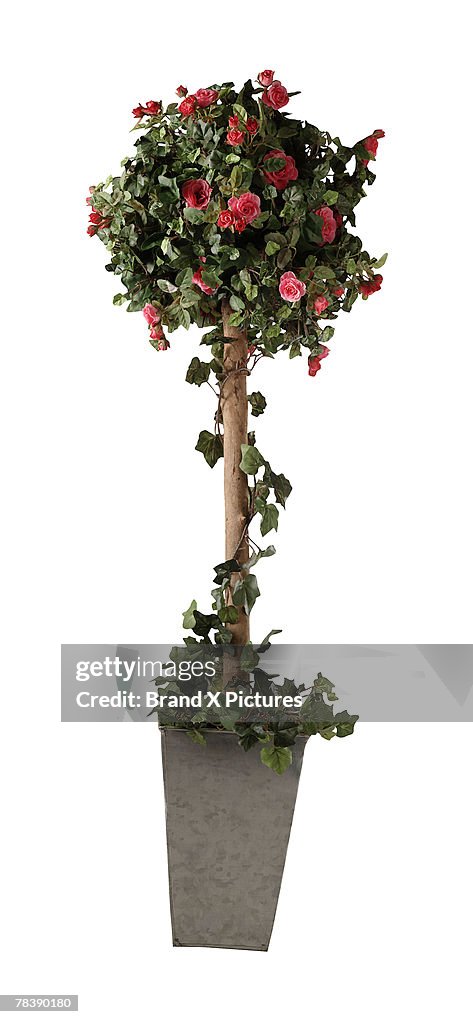 Rose topiary