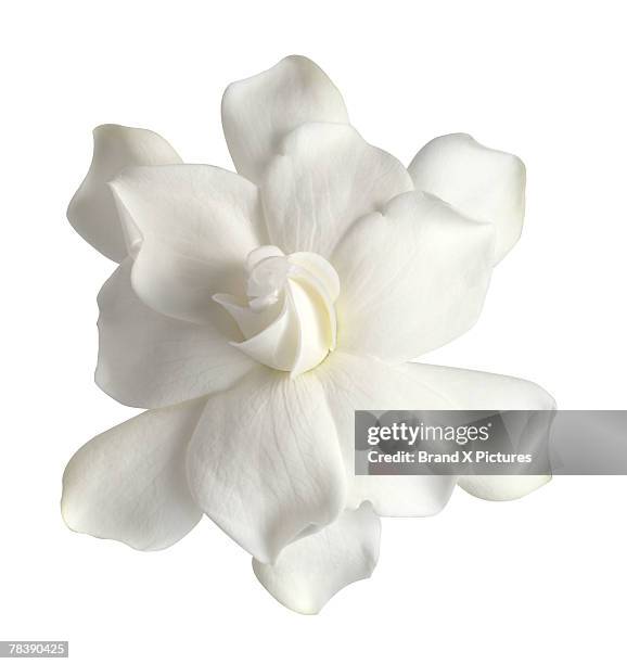 white gardenia - gardenia bildbanksfoton och bilder