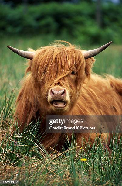 portrait of cow - highland cow photos et images de collection