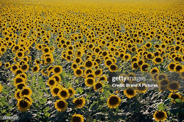 field of sunflowers - kansas sunflowers stock pictures, royalty-free photos & images