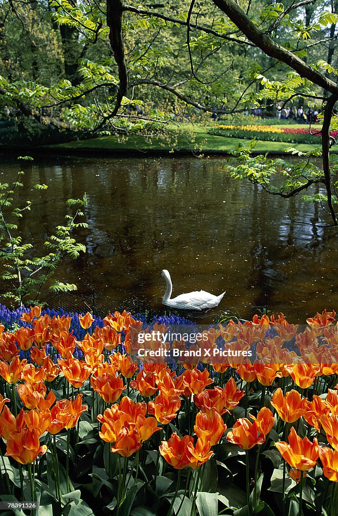 Swan on pond, Holland