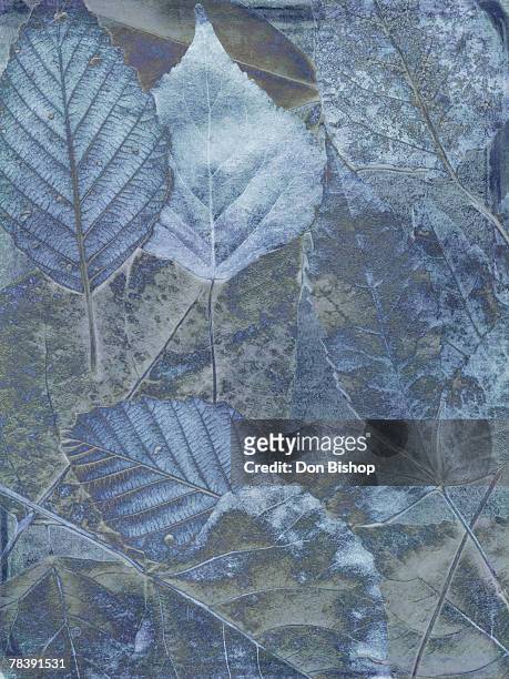 leaves - eastern cottonwood leaf stock illustrations