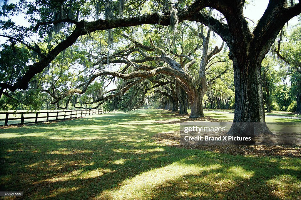 Tree on plantation