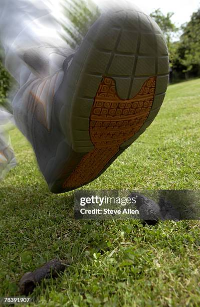 Stepped In Poop 15 Step In Dog Poo Stock Photos, High-Res Pictures, and Images - Getty ...