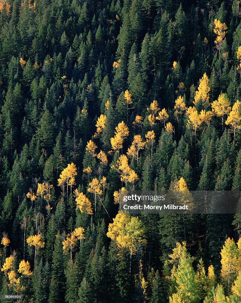 Kaibab National Forest, Arizona