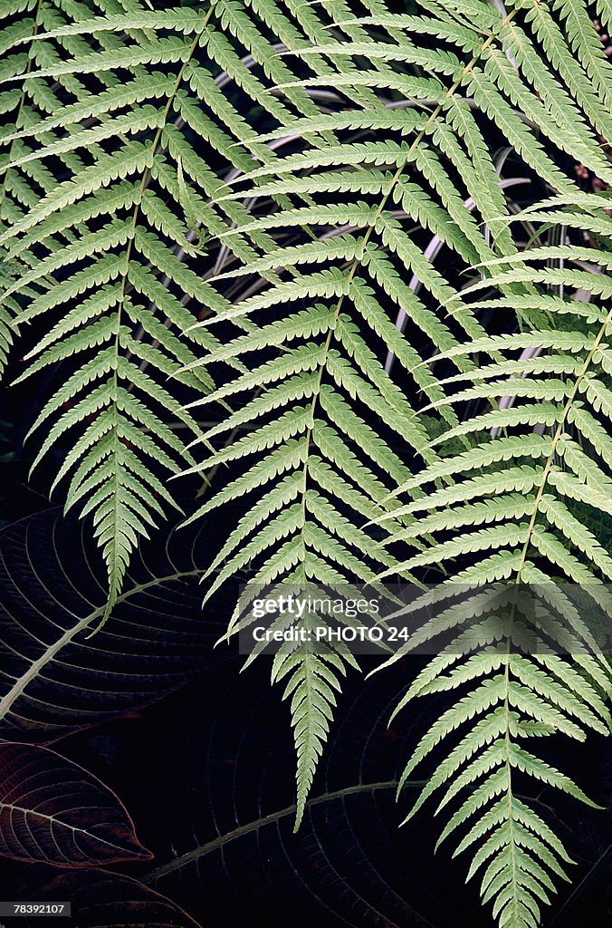 Hanging fern