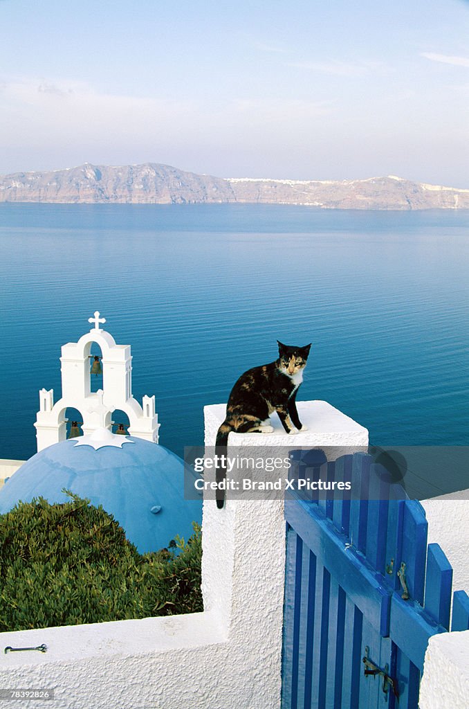 Cat on gate in Santorini, Greece