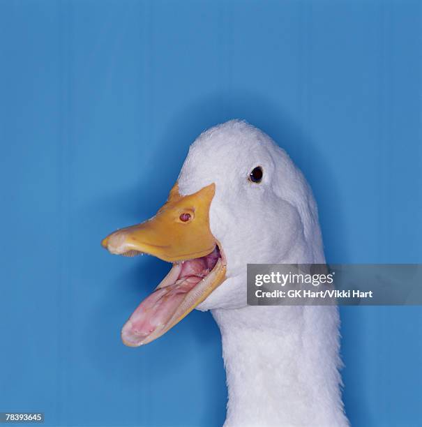 609 Long Island Duck Stock Photos, High-Res Pictures, and Images
