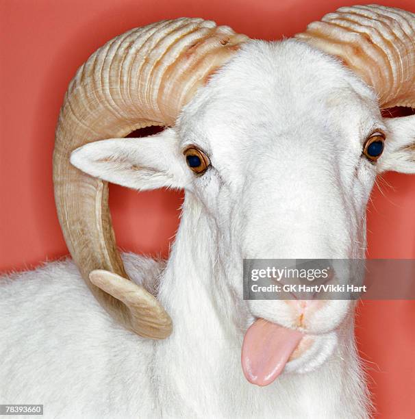 ram sticking its tongue out - sheep funny stock-fotos und bilder