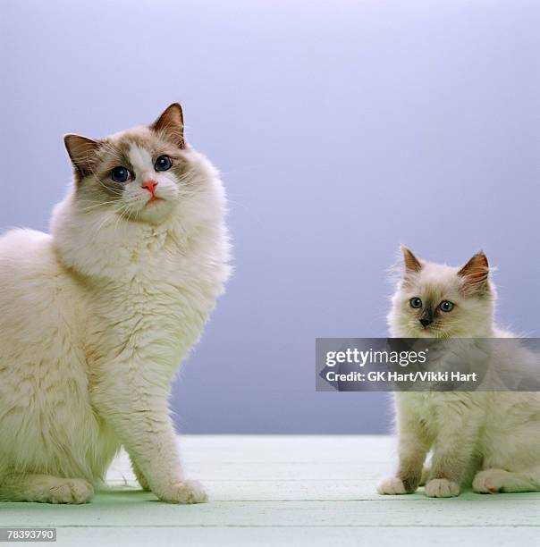 Two Ragdolls 220 Two Ragdoll Cats Stock Photos, High-Res Pictures, and Images ...