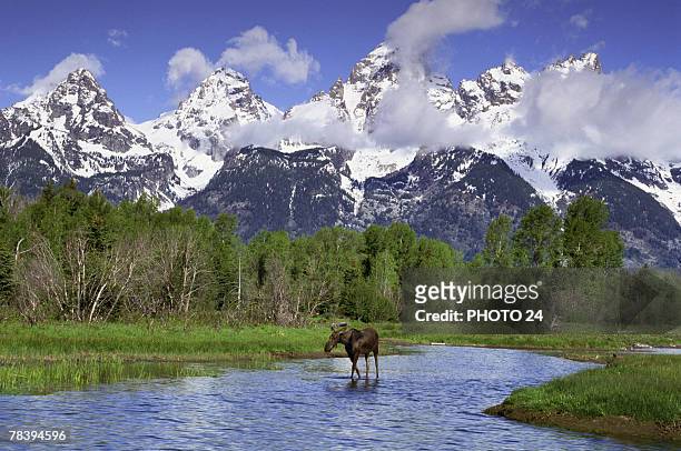moose in a river - animal call stock-fotos und bilder
