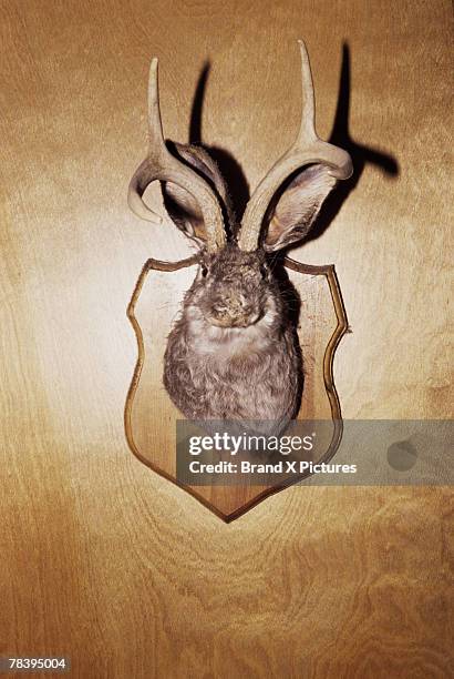 stuffed and mounted animal head - animal head on wall stock pictures, royalty-free photos & images