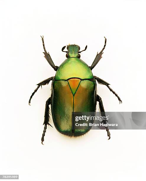 green june beetle - horned beetle stock-fotos und bilder