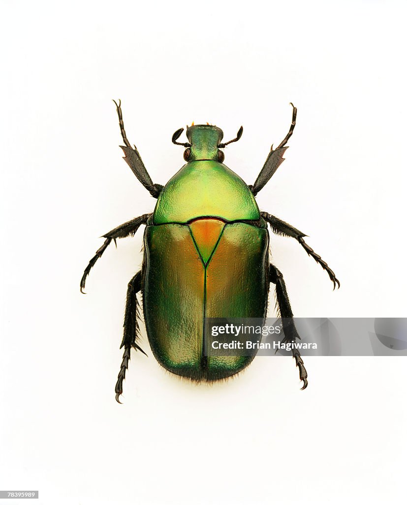 Green june beetle