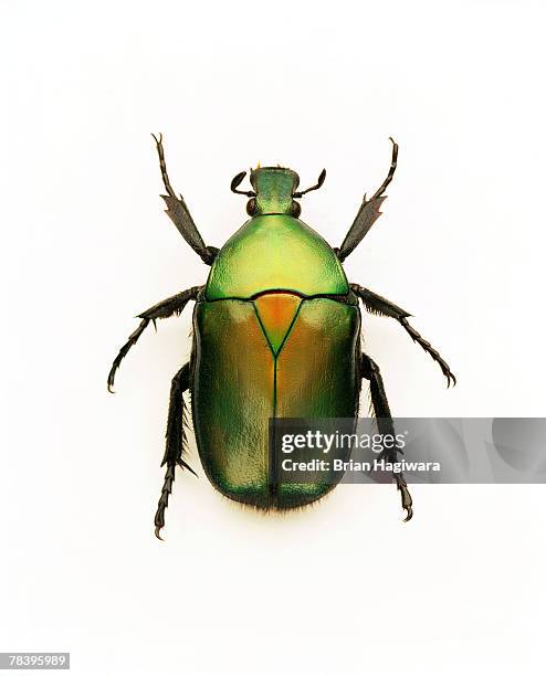 green june beetle - horned beetle bildbanksfoton och bilder