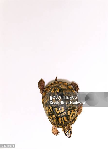 turtle crawling - spotted turtle stock pictures, royalty-free photos & images