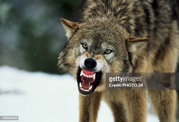 snarling gray wolf - snarling stock-fotos und bilder