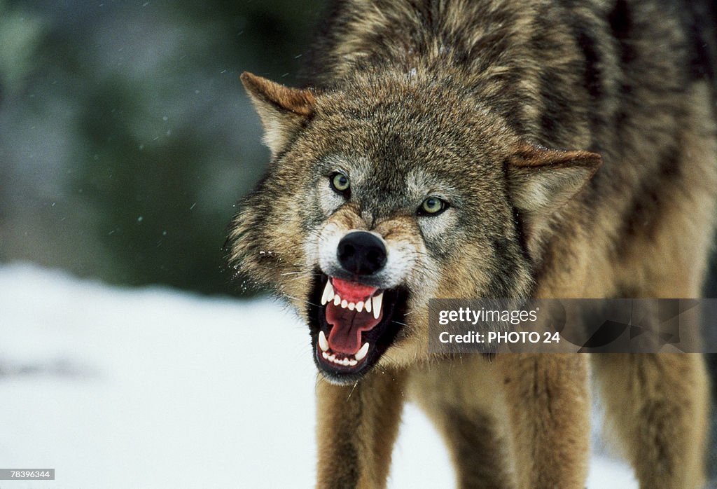 Snarling gray wolf