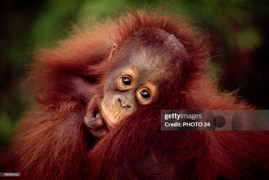 Juvenile orangutan