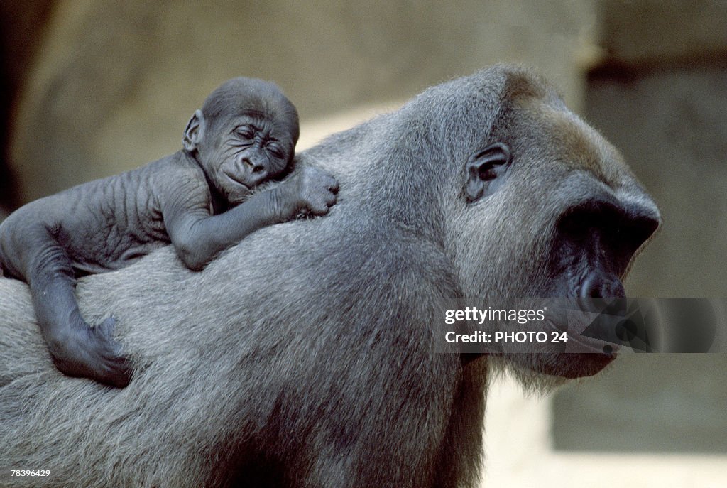 Mother gorilla with offspring