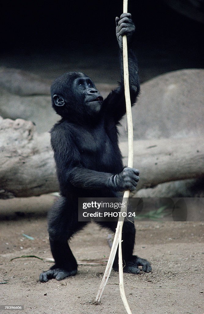 Gorilla offspring playing with stick