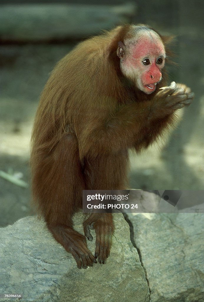 Uakari eating on rock