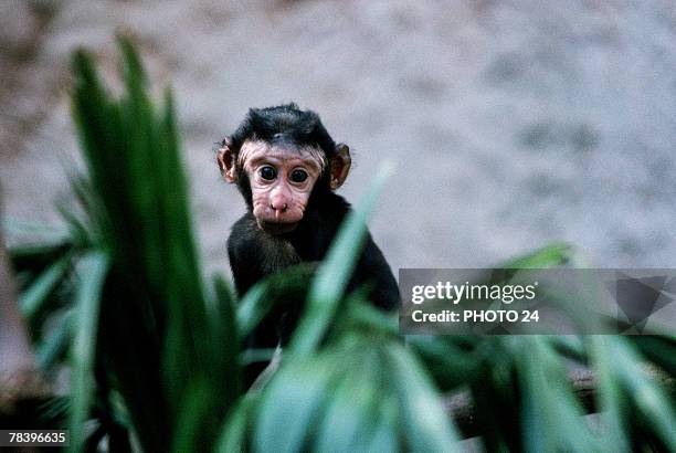 celebes crested macaque behind plants - celebes macaque stock-fotos und bilder