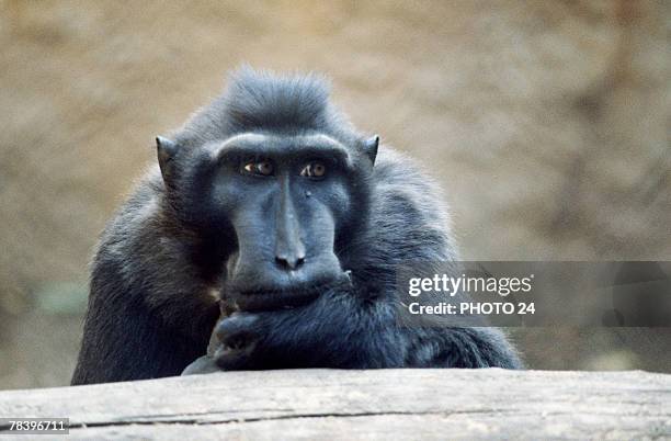 pensive celebes crested macaque - celebes macaque stock-fotos und bilder