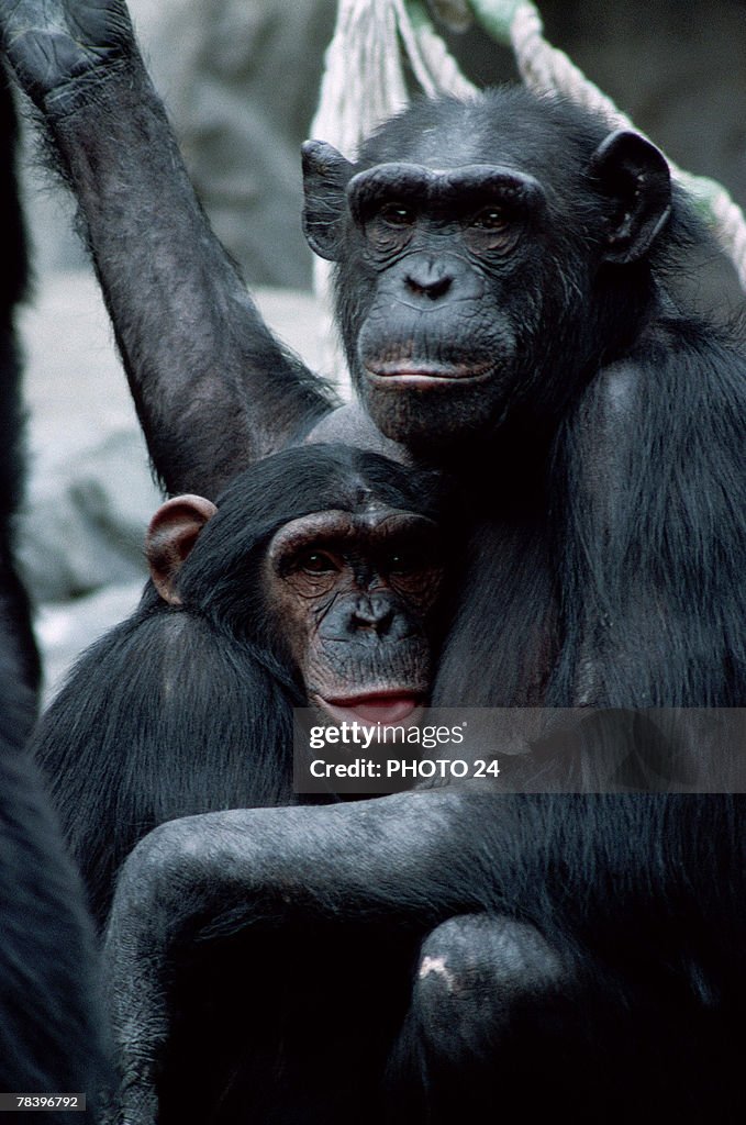 Chimpanzees holding each other