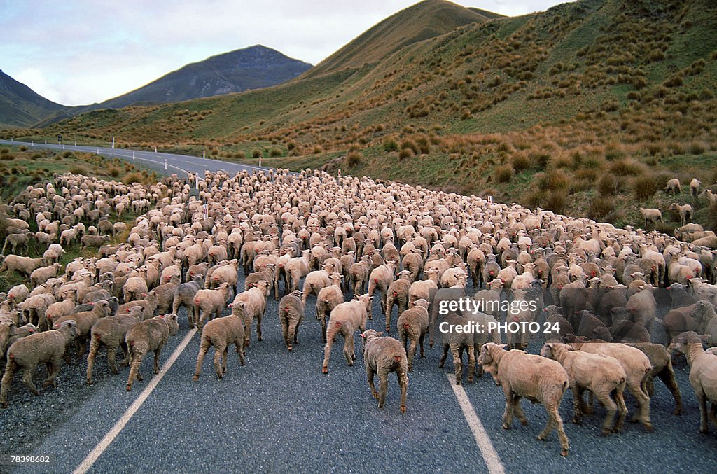 Herd of sheep