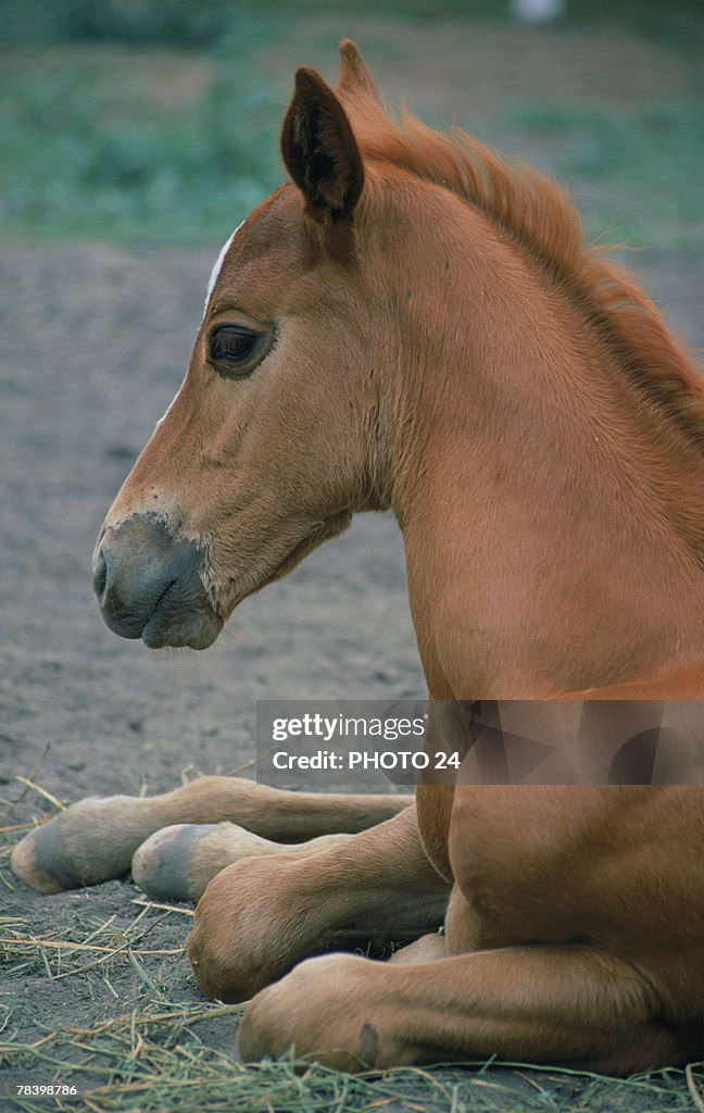 Foal resting