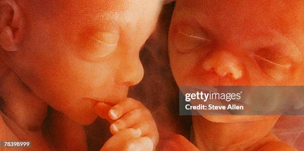 twins - menschliche gebärmutter stock-fotos und bilder